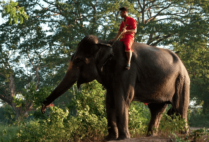 the elephant and the rider is a helpful metaphor