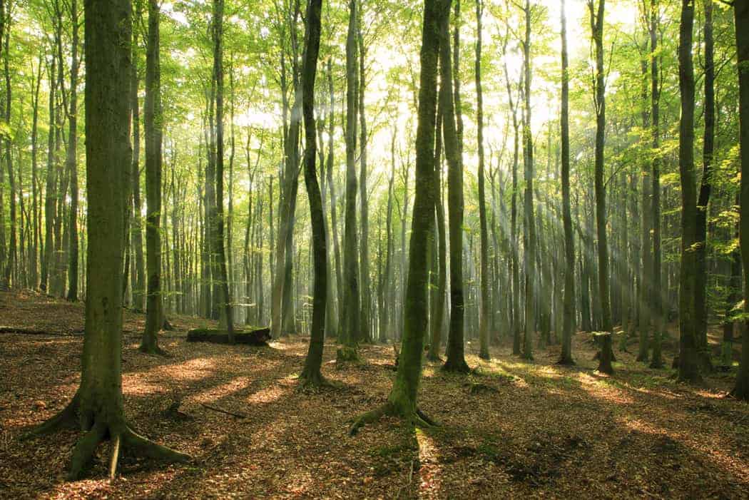 people leave managers, not companies don't miss the forest for the trees