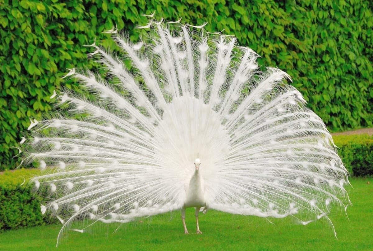 effective 1 on 1 meetings should not be as rare as an albino peacock