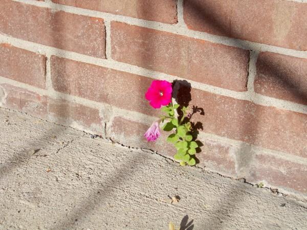 resilience like a flower in cracks