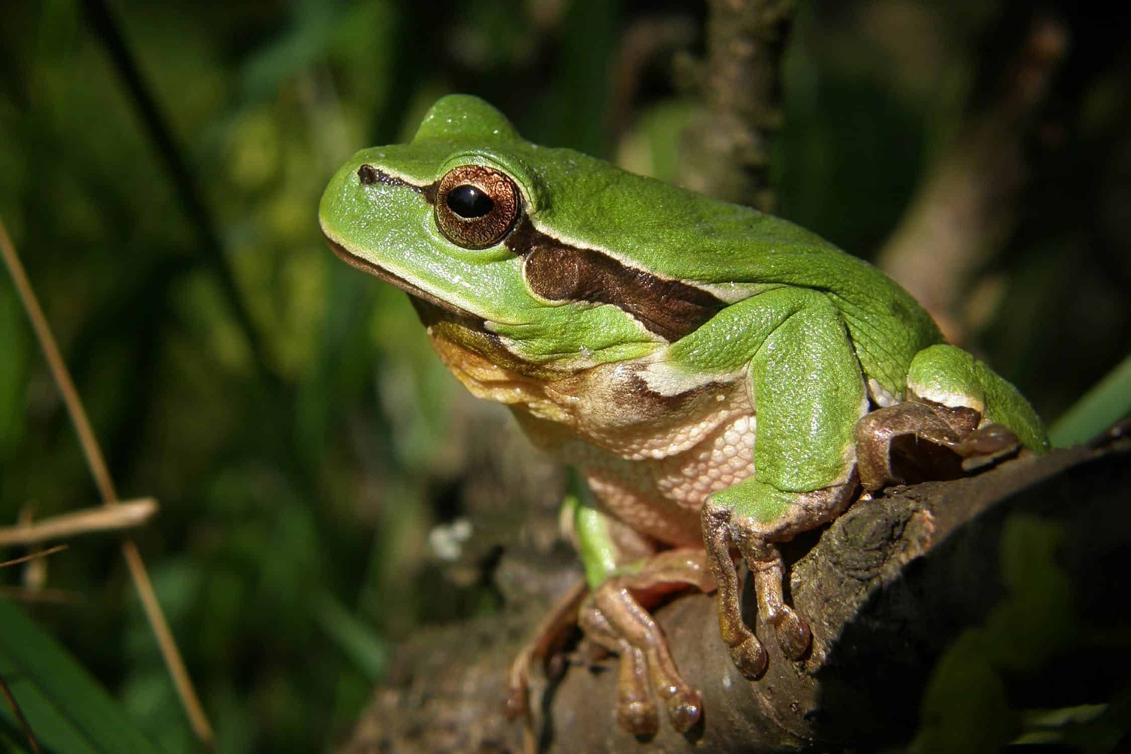 eat the frog to reduce workplace stress