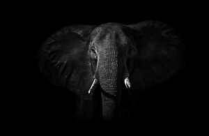 bereavement at work kick the elephant out