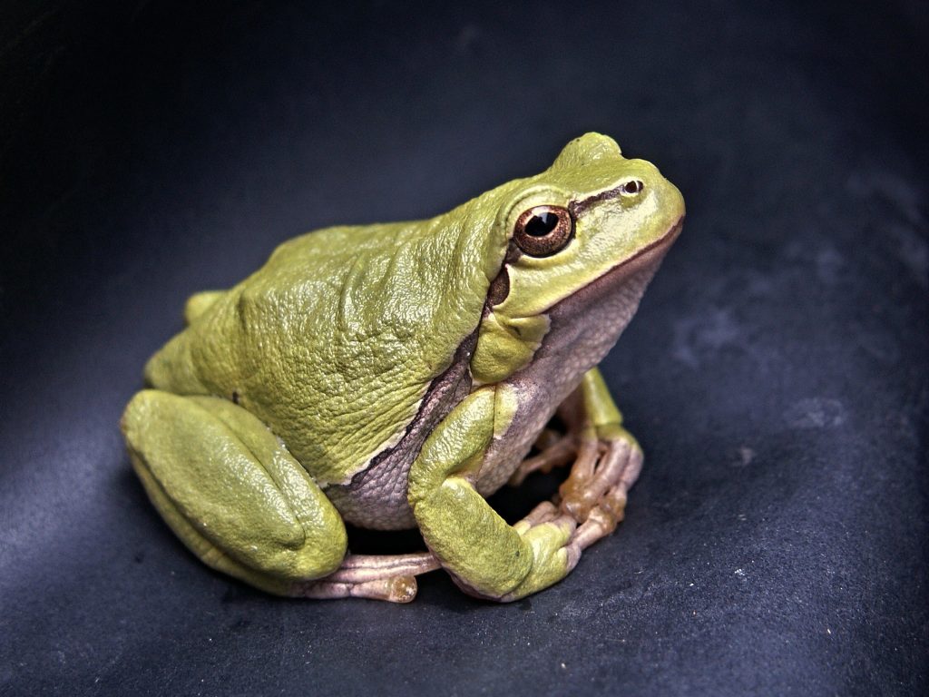 eat the frog to reduce workplace stress 