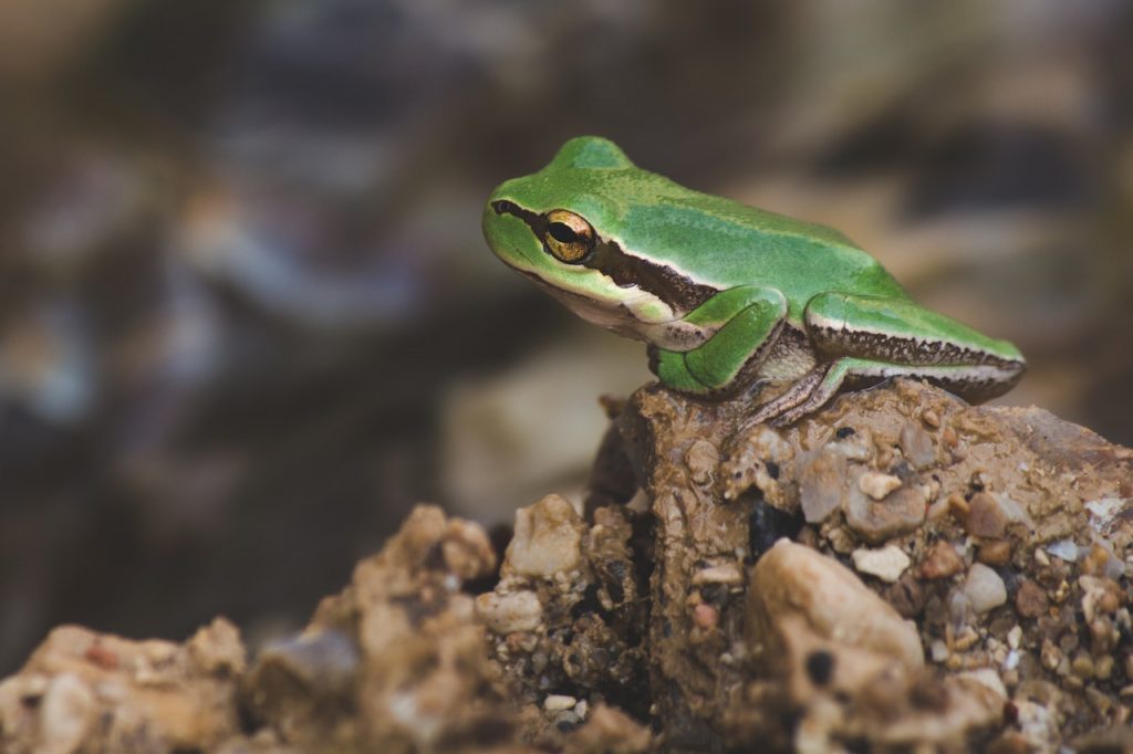 changing the culture of a team and culture change can include things like eating the frog.