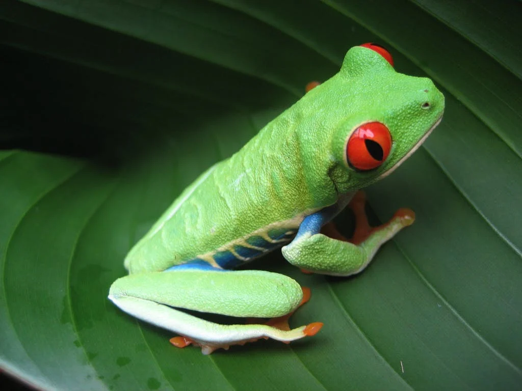 frog with red eyes